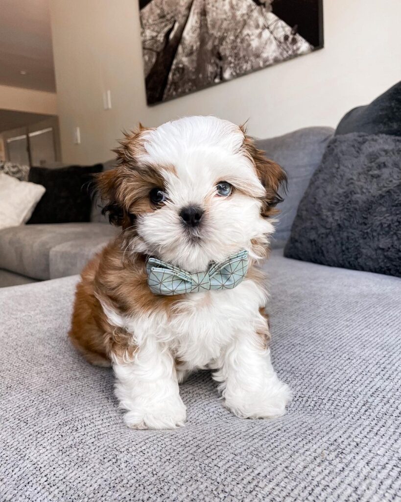 Shih Tzu19