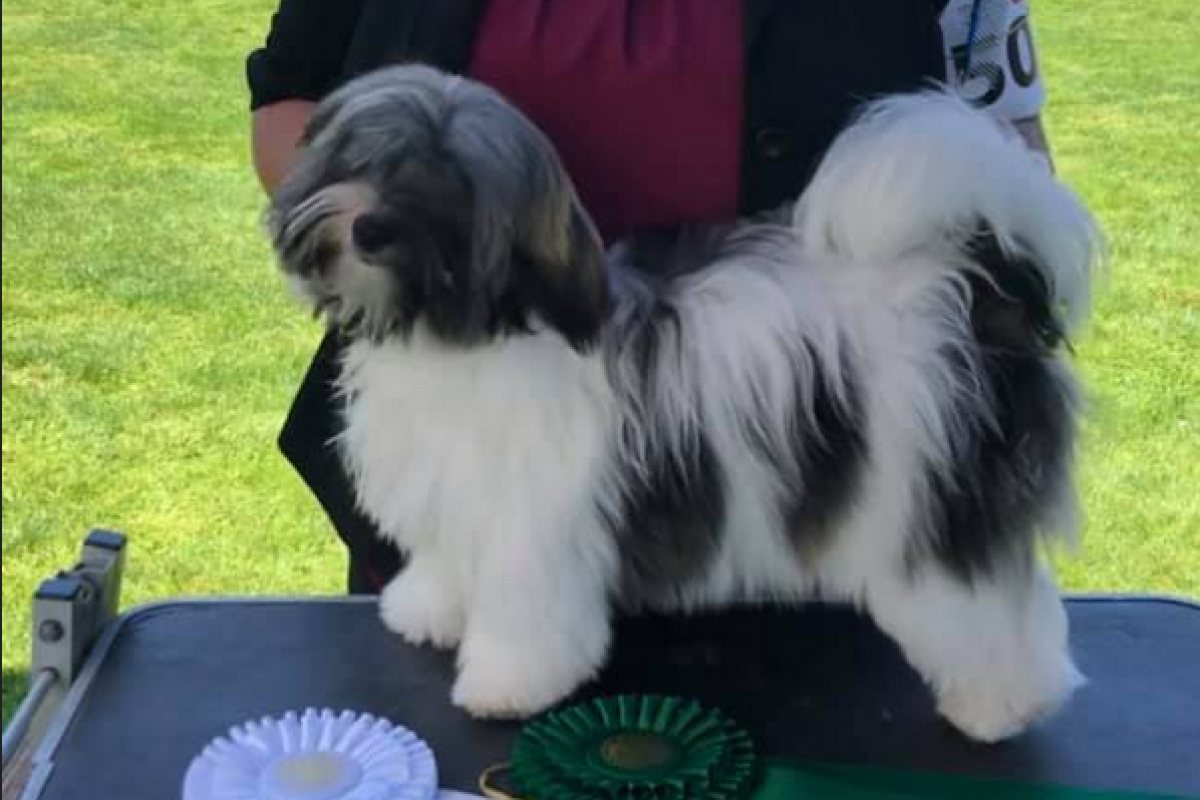 Havanese114