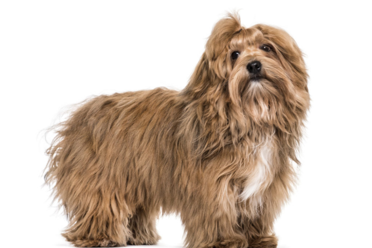 Havanese117