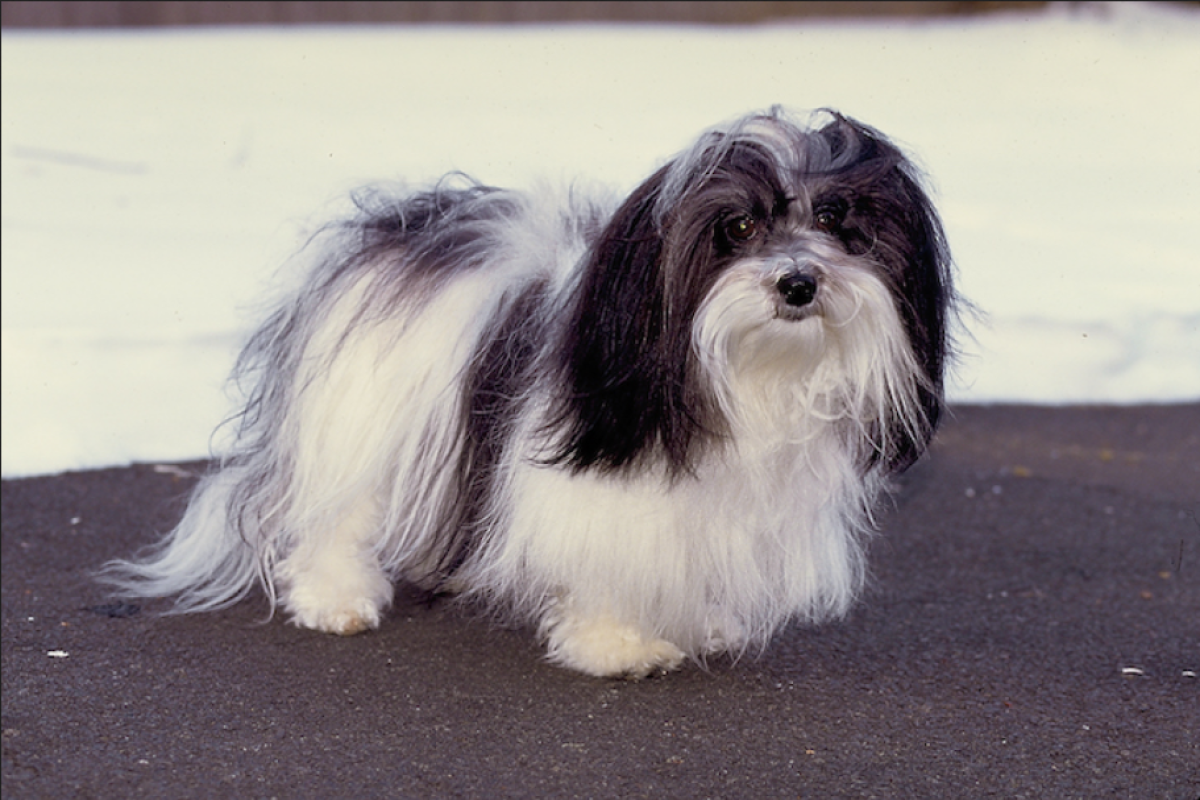 Havanese12