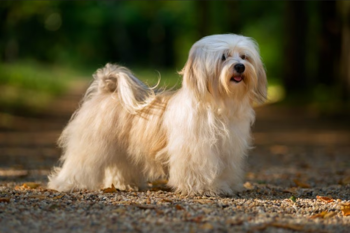 Havanese14