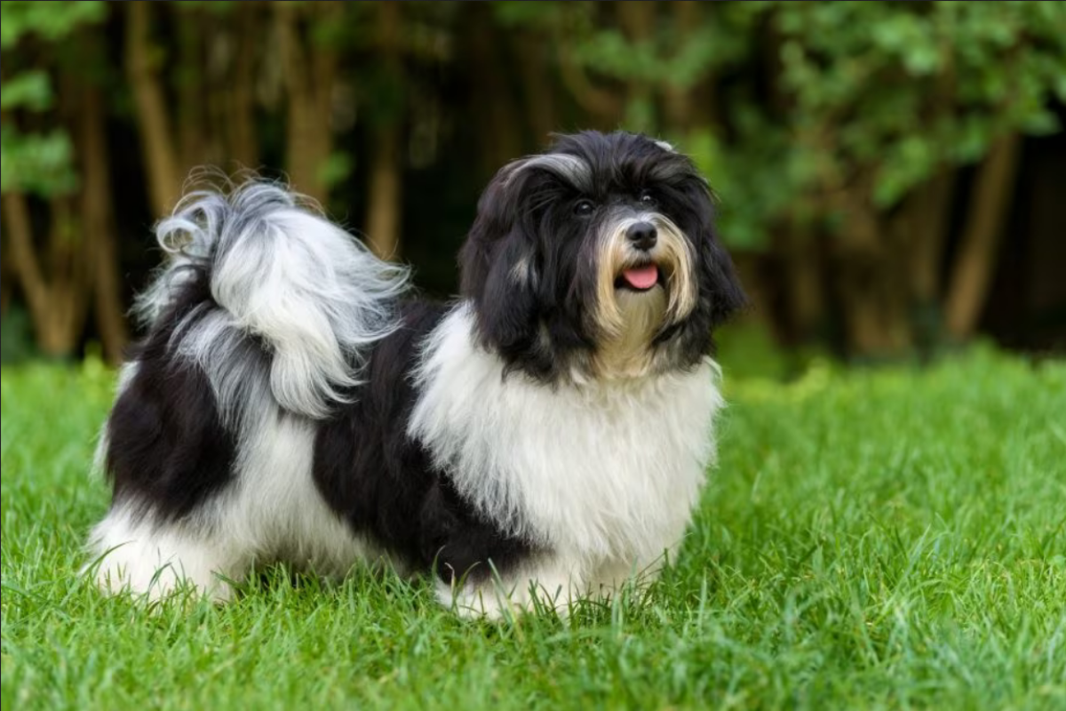 Havanese15