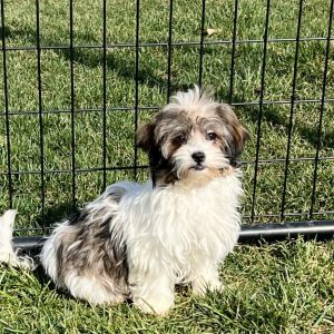 Havanese5