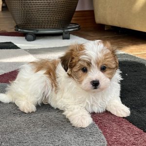 Havanese7