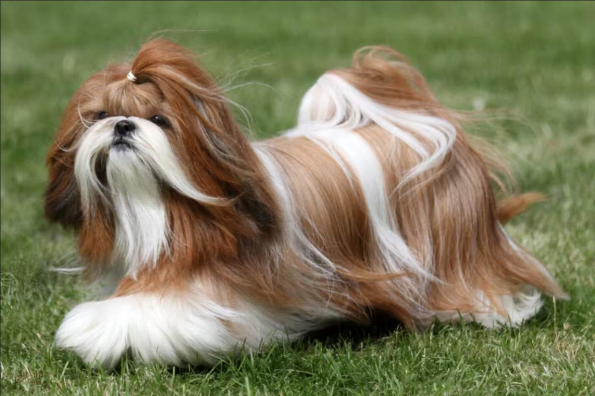 Shih Tzu10