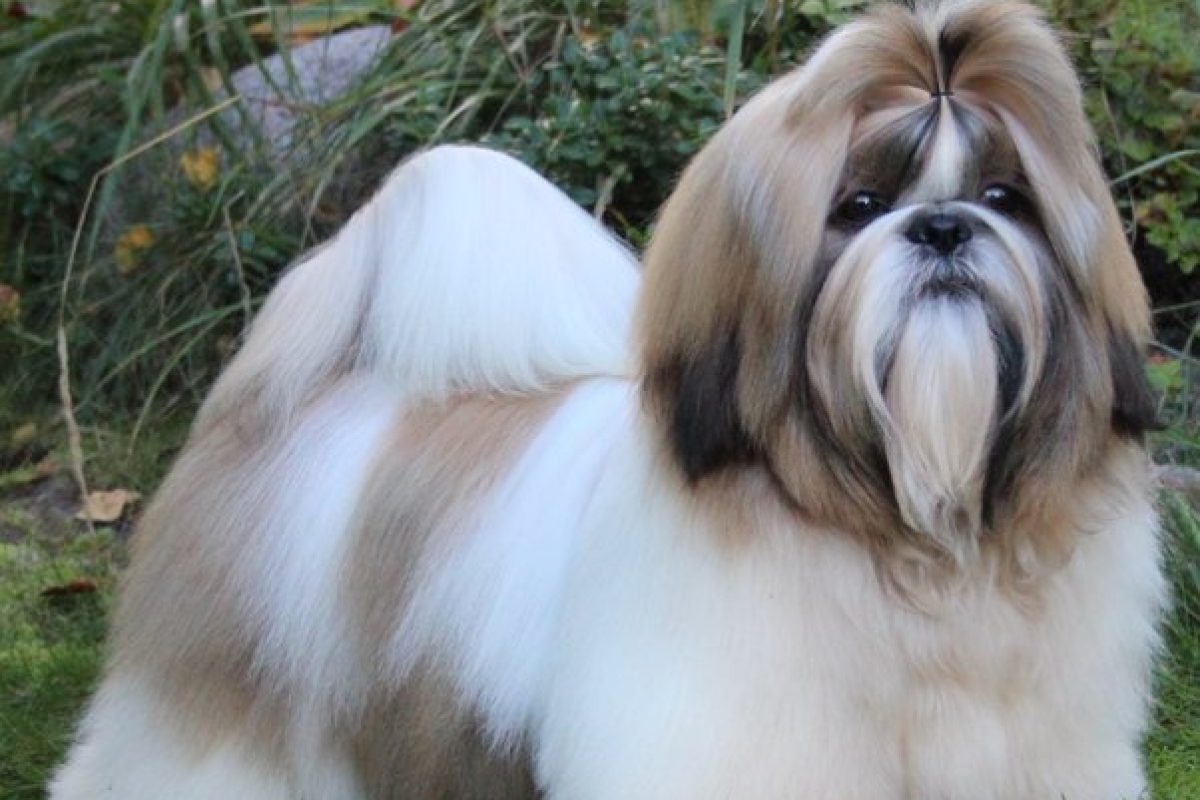 Shih Tzu12