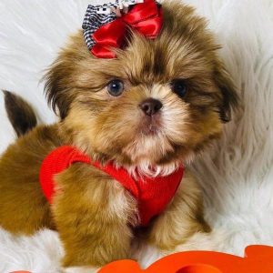 Shih Tzu16