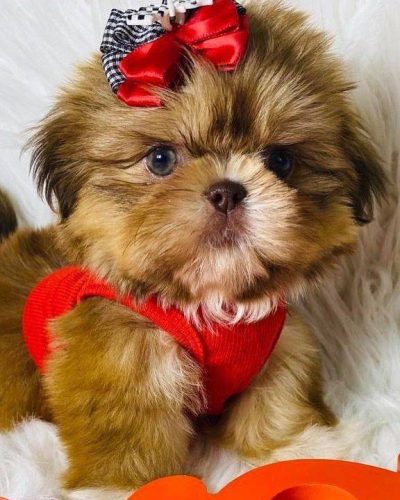 Shih Tzu16