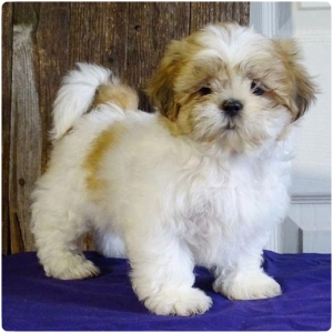 Shih Tzu4