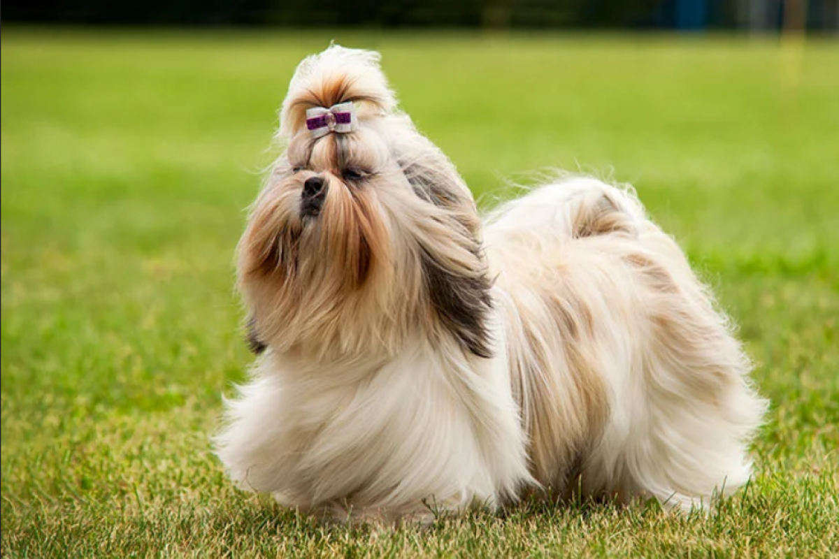 Shih Tzu8