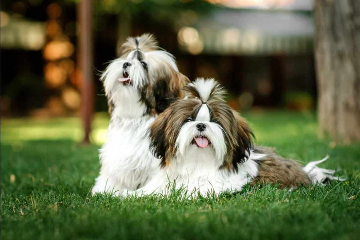 Shih Tzu9